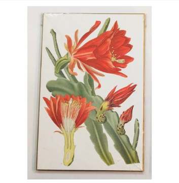 BWF324891 Flower 6 BWF324891 Flower 6