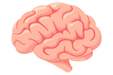 Show products in category Brain Health Picture for category Brain Health